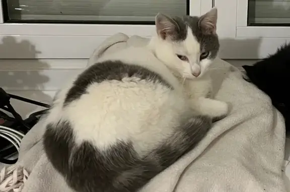Animaux perdus Hédé-Bazouges, photo: Chatte blanche/grise perdue