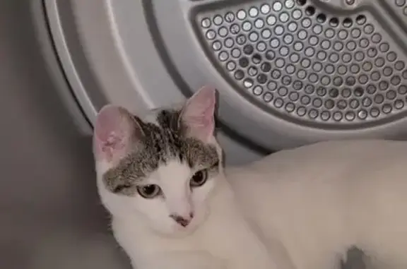 Chat perdu, Mazingarbe, photo: Maya, chatte blanche perdue