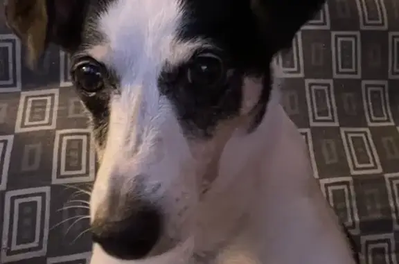 Animaux perdus Montmorot, photo: Chien Jack Russel perdu à Montmorot