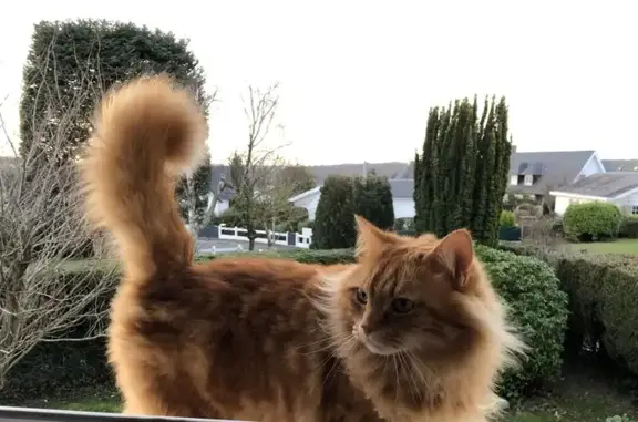 Chat perdu, Fontaine-la-Mallet, photo: Chat roux Buddy disparu à Fontaine