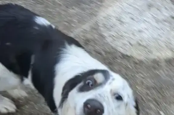 Chienne croisée trouvée - photo
