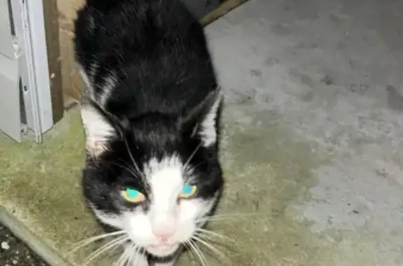 Chat noir et blanc perdu - photo
