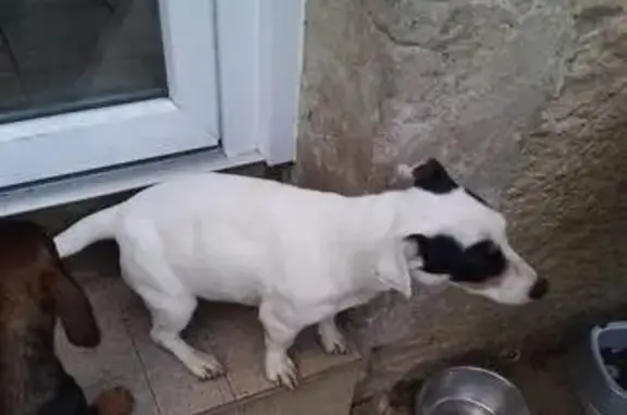 Animaux perdus Saint-Caprais-de-Bordeaux, photo: Jack Russell perdu à Saint-Caprais