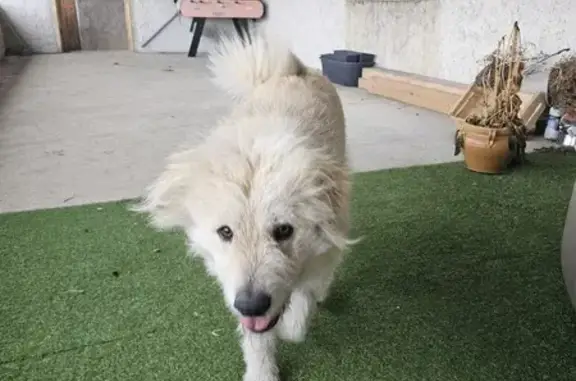 Chienne perdue près du château - photo