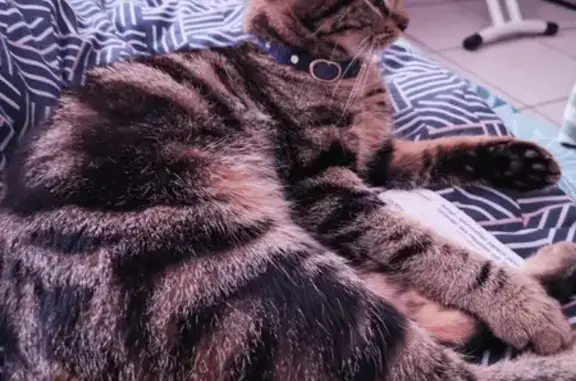 Chat trouvé Cergy, photo: Chaton tigré trouvé à Cergy