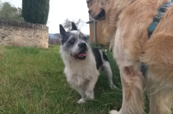 Chien errant agressif aux Imberts - photo