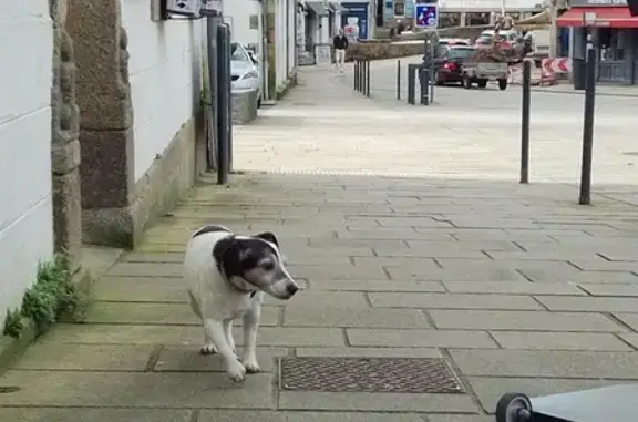 Chien perdu à Pont-Aven - photo