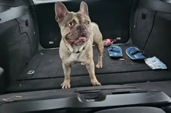 Bouledogue Trouvé - Affectueux - photo