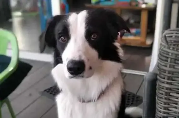 Chien perdu Péchabou, photo : Chien border collie perdu à Péchabou