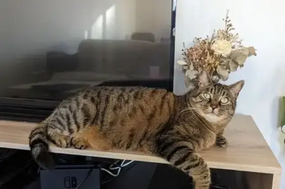 Animaux perdus Suresnes, photo: Chat tigré mâle perdu à Suresnes