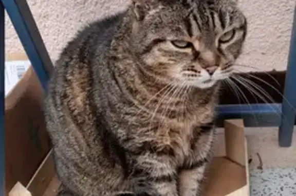 Animaux perdus Marseille Bompard, photo: Chatte tigrée dodue perdue