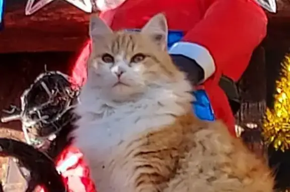 Chat perdu, , photo: Chat roux tatoué perdu en Occitanie