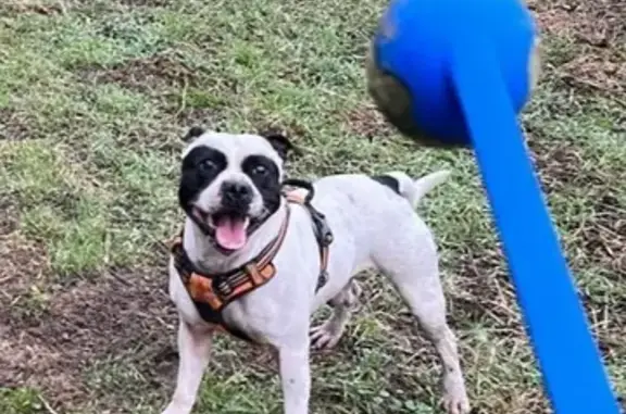 Animaux perdus , photo: Staffie blanc perdu, cocards noirs