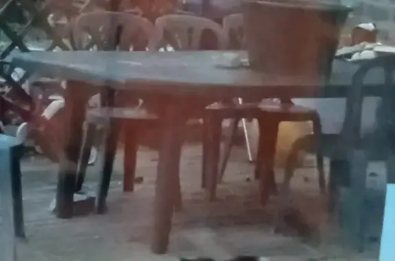 Chat noir et blanc perdu à Jublains - photo