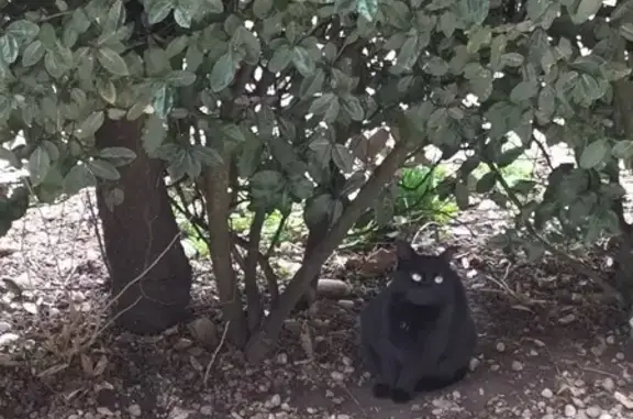 Chat trouvé , photo: Chat noir perdu à Chaneins