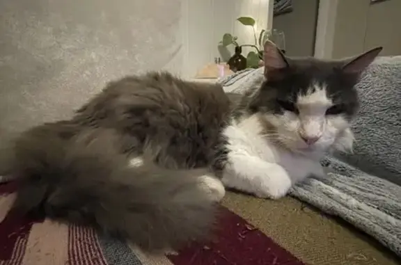 Lost Cat Alert: Grey & White, Green-Eyed Kitty!