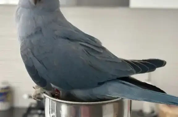 Lost Blue Indian Ringneck Roxy in Sydney!