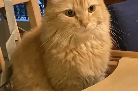 Animaux perdus Neuilly-sur-Seine, photo: Chat roux perdu à Neuilly