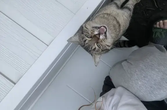 Chat affectueux trouvé à Laulhère - photo