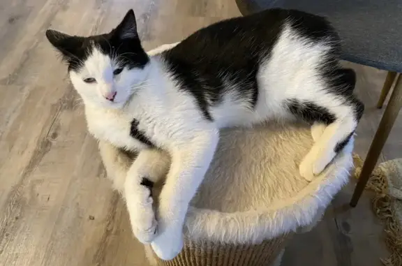 Animaux perdus Étoile-sur-Rhône, photo: Chat noir et blanc perdu 14/02