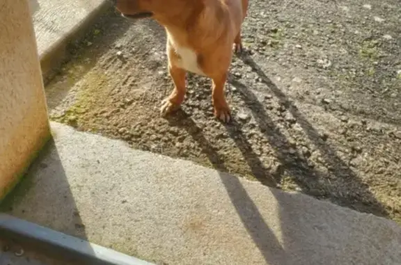Pinscher Marron Trouvé à Payzac - photo