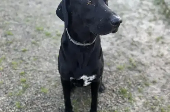 Chien perdu Miré, photo : Chien Blue perdu à Miré