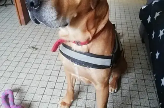 Chien Golden Perdu à Renazé - photo