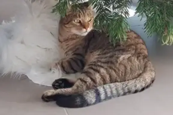Animaux perdus Domène, photo: Chatte tigrée perdue à Domène