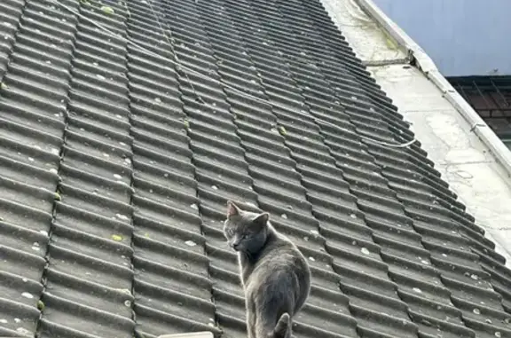 Chat affectueux trouvé à Lille - photo