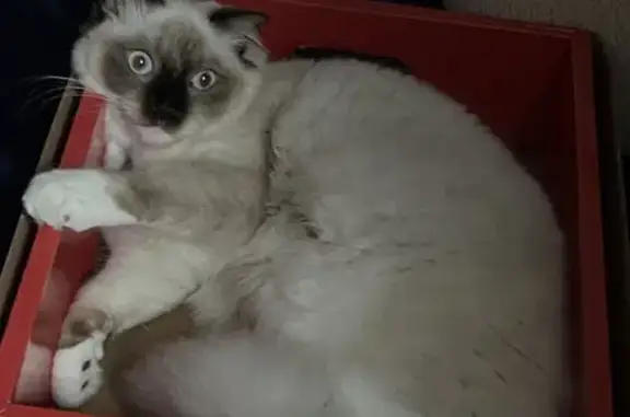 Lost Ragdoll Cat 宝宝 at Parliament Place SG