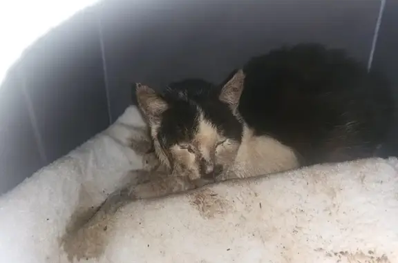 Chat noir/blanc perdu à Dung - photo