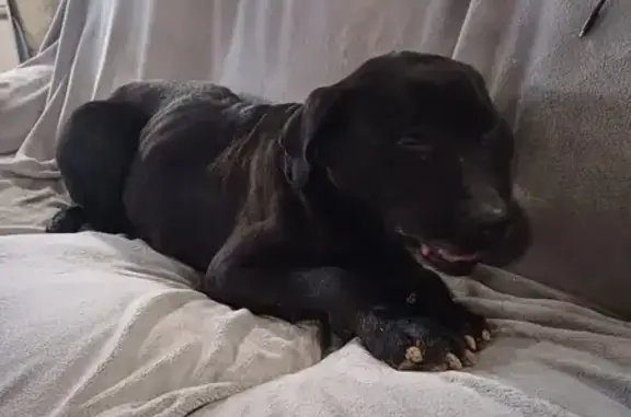 Labrador noir perdu trouvé à Diénay - photo
