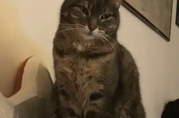 Animaux perdus Ville-d'Avray, photo: Chatte Tigrée Perdue à Ville-d'Avray