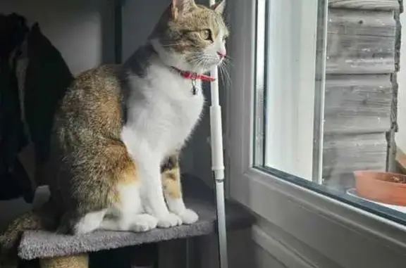 Animaux perdus , photo: Chatte Blanche perdue, collier rouge