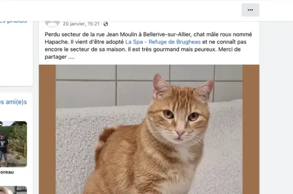Chat trouvé Vichy, photo: Chat perdu signalé à Vichy
