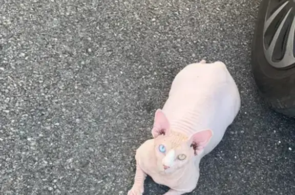 Chat perdu, Le Pont-de-Beauvoisin, photo: Chat Sphynx rose perdu, Le Pont
