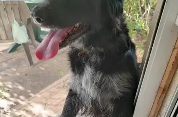 Chienne noire trouvée à Étauliers - photo