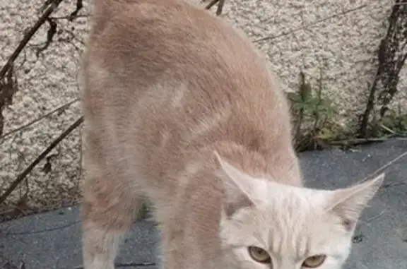 Chat trouvé , photo: Chatte perdue à Remilly-sur-Tille