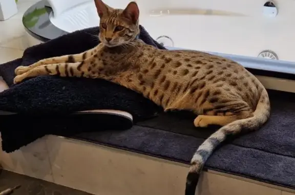 Animaux perdus La Turbie, photo: Chat Savannah Perdu - Collier Bleu