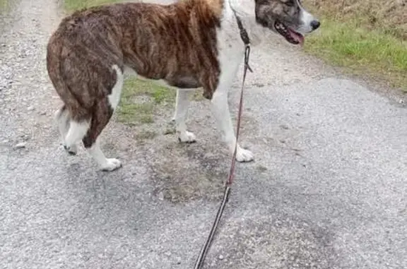 Chien perdu , photo : Chien fuit les tirs à Plouhinec