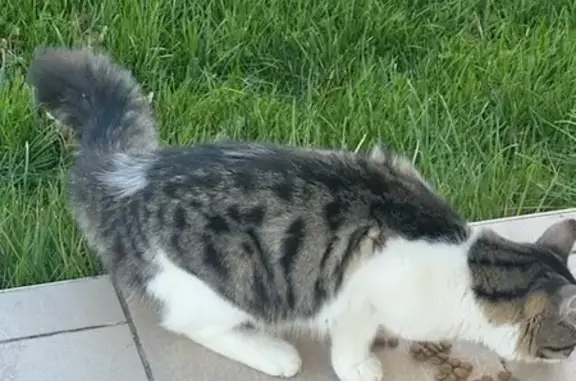 Chaton blanc/gris yeux verts trouvé - photo