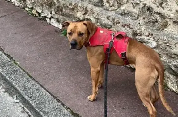 Animaux perdus , photo: Chien beige perdu à Évecquemont