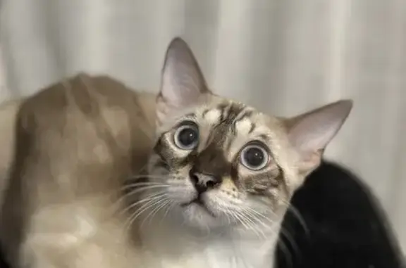 Animaux perdus Chatou, photo: Chaton marbré perdu à Chatou