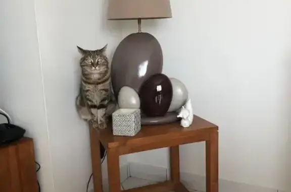 Chat perdu, Bruz, photo: Nala, chat peureux, s'est enfui