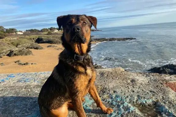 Chien perdu Saint-Philbert-de-Bouaine, photo : Chien croisé perdu à Saint-Philbert