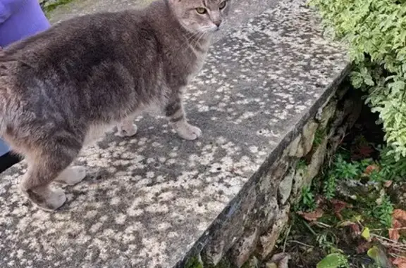 Chatte tigrée trouvée à Valognes - photo