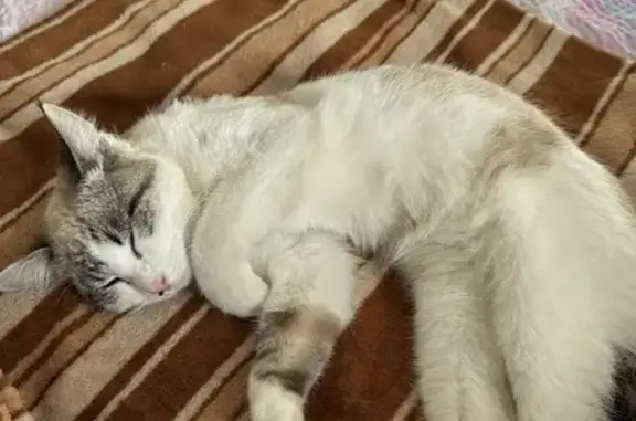 Chaton femelle retrouvé à Gradignan - photo