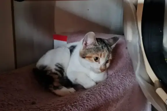 Chat trouvé Orléat, photo: Chaton tricolore perdu à Orléat