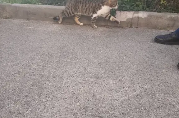 Chat tigré mâle perdu récupéré - photo