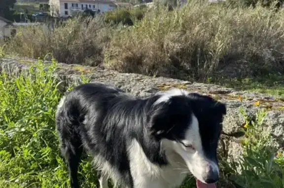 Chien perdu à Ajaccio adopté - photo